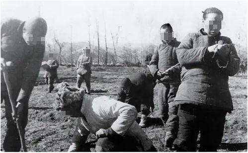 菜刀大惨案,悲剧背后的真相与反思