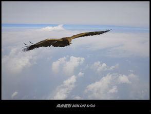 自有云霄万里高,探索无限可能的科技巅峰